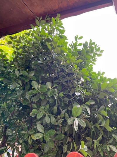 An overhanging wooden structure, possibly a porch roof, is visible at the top of the image. Below this, dense green foliage dominates the frame. The leaves are oval-shaped and appear to be glossy, with some showing a lighter green hue. Small, light-colored buds are scattered among the leaves, suggesting the plant is in bloom or preparing to bloom. The background is a bright, overcast sky. The image appears to be taken outdoors in Vratsa, Bulgaria, likely in a residential or garden setting. The composition suggests the viewer is looking up into the plant.