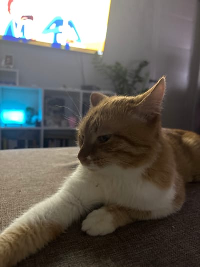 An orange and white cat is lying on a brown couch, with its left paw extended forward. The cat is facing to the left, with its head turned slightly away from the camera. In the background, a television screen displays colorful animated characters, and a blurred shelf unit with blue lights is visible. The environment appears to be a dimly lit room. This scene is located in a residential apartment in Zheleznogorsk, Russia.
