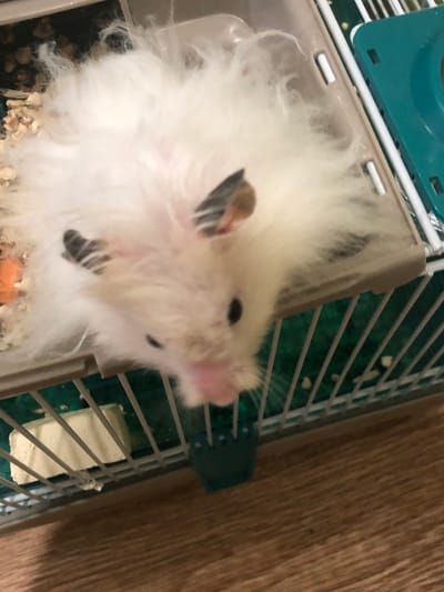 A fluffy white hamster with dark markings on its ears is inside a plastic and wire cage. The hamster's nose is pink and it is looking down. The cage contains wood shavings and a small orange object, possibly food. The cage sits on a wooden surface. There is no visible indication of the location in Solikamsk, Russia.
