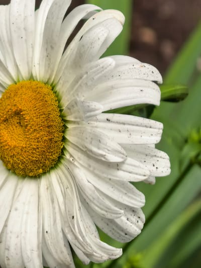 A close-up, full-frame shot showcases the right side of a daisy flower against a blurred green background. The daisy's center is a vibrant yellow, surrounded by numerous white petals. The petals are textured, showing delicate lines and some speckling of dark dirt or dust. The background consists of soft green foliage and a patch of darker, out-of-focus ground. The image does not depict any people or activities, and there is no context to suggest a specific location within Sterlitamak, Russia.