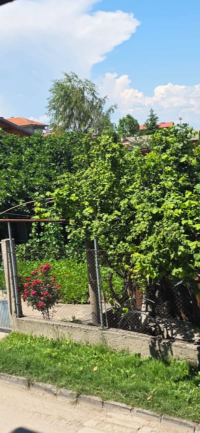The image depicts a residential backyard scene on a sunny day in Plovdiv, Bulgaria. A tall tree with green foliage dominates the center of the frame, with smaller trees and shrubs visible in the background. A red rose bush is prominent in the foreground, set against a chain-link fence. A concrete wall runs along the bottom of the fence, with grass growing on top and in front of it. The street is visible in the lower part of the image. The sky is blue with scattered white clouds. The architecture of nearby houses with red tile roofs can be seen peeking through the trees. No people are present in the image.
