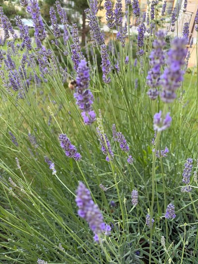 The image shows a close-up view of lavender plants in bloom. The lavender flowers are a vibrant purple color, and the stems and leaves are a fresh green. The plants are densely packed, creating a textured background. In the background, out of focus, there appears to be a building with a balcony and trees. A bumblebee is visible in the upper left quadrant of the image, partially obscured by the lavender flowers. The lighting suggests it is daytime, with a soft, natural light illuminating the scene. This image was taken in Gelendzhik, Russia, likely in a garden or park setting.