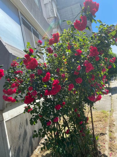 A bush with abundant bright red roses is in full bloom. The bush is located next to a gray building with large windows and a sidewalk. The building's wall has a textured finish and vertical accents. The sidewalk is made of concrete slabs and is adjacent to dry grass with scattered rose petals. In the background, a portion of a paved street and a few trees are visible. The sky is clear and blue. The scene appears to be in Varna, Bulgaria, possibly in an urban park or along a street. There are no people visible in the image.
