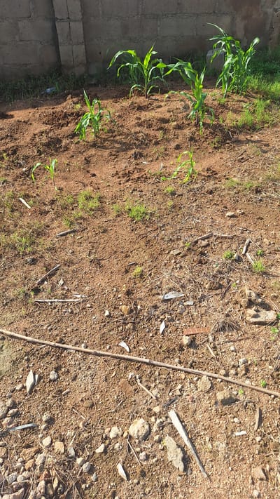 This media file depicts an outdoor scene with young corn plants growing in reddish-brown soil. The plants are arranged in a row along the left side of the image, with some appearing taller and more established than others. The soil is mostly bare, with small stones and dried plant debris scattered throughout. A long, thin stick or reed runs diagonally across the right side of the frame.
To the left of the corn plants, a brick wall or pathway is visible, suggesting a cultivated area or a border to a property. The lighting suggests it is daytime, likely morning or late afternoon, with the sun casting shadows and highlighting the textures of the soil and plants. The overall setting appears to be rural or agricultural, possibly a small farm or garden in Howayi, Nigeria. There are no people or animals visible in the frame, and the focus is on the growth of the corn. The scene evokes a sense of natural growth and agricultural activity. No text is visible in the image.