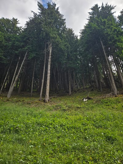 The image shows a dense forest of tall, slender coniferous trees with dark green foliage. The trees are tightly packed, with many of them leaning at various angles. The ground is covered in lush green grass, moss, and small yellow flowers. Some dead branches and fallen logs are scattered on the forest floor. The sky is visible through the canopy, with patches of white clouds against a light gray background. The scene depicts a natural forest environment, likely in a mountainous region. The image does not contain any people or specific identifying landmarks to suggest a location in Pontagna, Italy.
