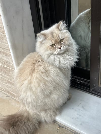 The image, taken in Sarouja Municipality, Syria, displays a long-haired cat with cream and light fawn-colored fur and yellowish-green eyes. The cat is seated on a white marble ledge, oriented with its body facing slightly right of the frame and its head tilted downwards and to its left. To the cat's left, a dark-framed window or door with glass reflects the cat's back and tail. A light-colored, textured wall is partially visible to the cat's right, and a tiled floor is present below the marble ledge.