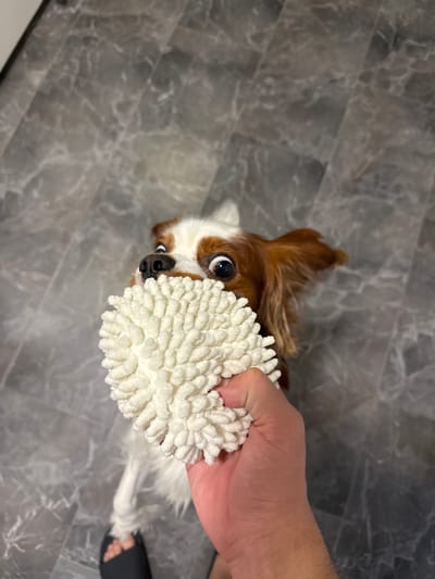 A person's hand holds a white, textured spherical toy in the foreground of the image. The hand is positioned on the right side of the frame. Behind the toy, a Cavalier King Charles Spaniel dog is visible, looking directly at the camera with wide, surprised eyes. The dog's muzzle is partially obscured by the toy, and its ears are light brown and floppy. The dog is white and brown with distinctive markings on its face. The background consists of a gray tiled floor with a marble-like pattern. The scene appears to be indoors, with no specific identifiable landmarks to pinpoint a location within the city of Dobrich, Bulgaria. The lighting is moderate, and the image is taken from a slightly elevated, downward angle.