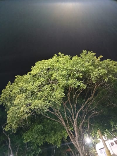 This is a medium shot, taken at night, of a large, leafy tree with a dark sky overhead. The tree's branches are illuminated by artificial lights, casting a soft glow on the vibrant green foliage. The scene appears to be an outdoor public space, possibly a park or a street, in Santa Ana, Venezuela. No people are visible in the frame. The overall impression is one of natural beauty enhanced by the ambient lighting of the urban environment.