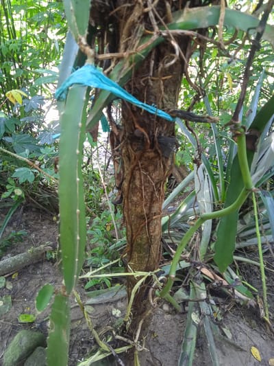 This image captures a close-up of a tree trunk entwined with vines and a bright blue plastic tie. The tree is situated in a densely vegetated area, with various green plants and foliage surrounding it. The ground is covered in dirt and fallen leaves. The overall impression is that of a natural, somewhat overgrown environment, likely in a tropical or subtropical setting. The presence of the plastic tie suggests human interaction with the environment, possibly for support or binding purposes. The background reveals more lush vegetation, indicating a natural landscape rather than an urban one. The image does not contain any people or visible structures that would definitively place it within the city of Bora, Indonesia, though the climate suggested by the vegetation could be consistent with that region.