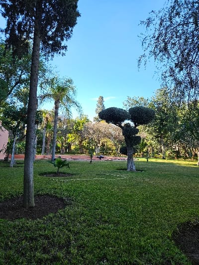 The image captures a vibrant and serene outdoor scene, likely a meticulously maintained park or a large garden, under a clear, bright blue sky. The perspective is low, looking across a wide expanse of green lawn towards a distant path and treeline.
In the foreground and mid-ground, a lush, deep green grass covers the majority of the lower and central portions of the frame. The grass appears well-manicured. Towards the right side of the image, a dense, dark green hedge or bush forms a border. Further into the mid-ground, a distinctive topiary tree stands tall, characterized by multiple rounded, sculpted sections of dark green foliage. Another tall tree trunk is visible to its left, extending upwards towards its canopy. A subtle, curved white line is marked on the grass, suggesting a boundary or a feature of the park.
The background reveals a reddish-brown paved path or walkway. Beyond this path, a variety of trees with different types of foliage are visible, including several palm trees and other dense green trees, creating a layered landscape. Two small, distant figures, appearing to be people, can be faintly seen on the path, one seemingly in a stooped or bending posture.
The upper section of the image is dominated by a brilliant, unblemished blue sky, indicating clear and sunny weather. The branches of tall, dark-foliaged trees frame the sky from the top left and top right, adding depth and a natural enclosure to the scene.
The time of day appears to be daytime, likely morning or early afternoon, given the bright sunlight and clear sky. The overall atmosphere conveyed is one of tranquility, natural beauty, and pleasant outdoor leisure. No discernible text is visible in the image.