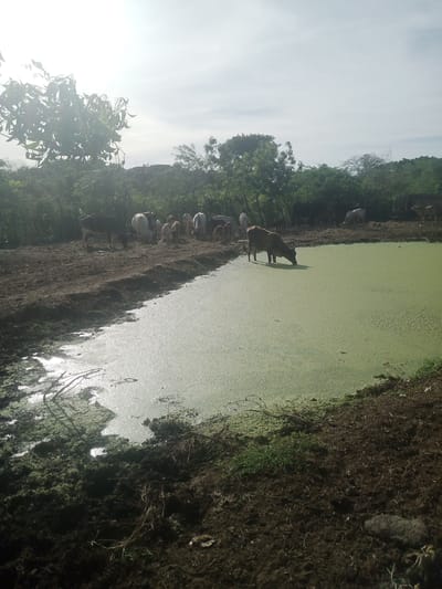 A herd of cattle are gathered around a pond covered in green algae in La Tagua, Venezuela. One cow is drinking from the pond, while others graze on the muddy bank. Trees and vegetation surround the scene, and the sky is overcast. The image depicts a rural setting with livestock.