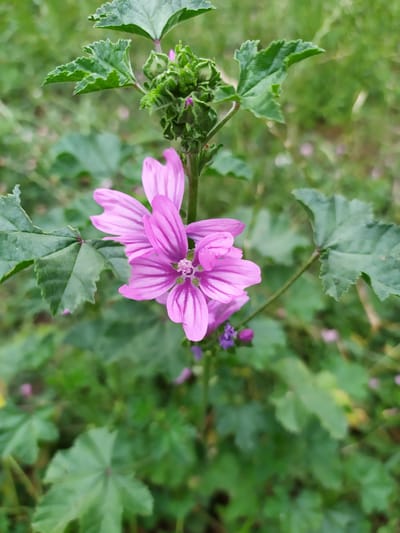 A close-up, vertical shot captures a cluster of pink, five-petaled flowers with dark purple veins against a blurred green background of foliage. The flowers are prominently displayed in the center of the frame, with one bloom open and several buds clustered above it. The leaves are broad and green, with serrated edges. The scene appears to be an outdoor natural setting, possibly a garden or meadow. The location is stated as Mirzamammadgishlag, Azerbaijan.