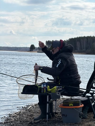 An angler is depicted on a pebbly shore, actively engaged in fishing near a large body of water, likely a lake or wide river, in Chaykovsky, Russia. The man, wearing a dark fishing jacket with a white "MA21X" logo and a dark baseball cap with a distinctive honeycomb pattern on the brim, is bent forward, carefully holding a small, slender, light-colored fish in his left hand. His posture suggests he is either unhooking the fish or preparing to release it.
Surrounding him is a comprehensive fishing setup. A landing net with a circular frame and mesh lies ready. A fishing rod is partially visible, indicating active fishing. Nearby, a gray bucket with an orange rim prominently displays the text "GURU" and "FEED POWER," suggesting it's part of his bait or feed system. Other accessories, including a yellow/lime green and gray towel, are visible on or around his fishing seat/station.
The background features the calm, slightly rippled surface of the water stretching towards a distant shoreline covered by a dense forest of coniferous trees. The sky above is partly cloudy with patches of blue, indicating a bright daytime setting with mild weather conditions. The scene captures a focused moment of a leisure activity in a natural outdoor environment.