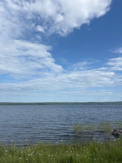 The image depicts a serene natural landscape, likely near Shuiskaya Chupa, Russia, on a clear day. The foreground is dominated by a lush expanse of green grass interspersed with small white wildflowers. Beyond the grassy area, the rippling surface of a wide, dark blue body of water stretches towards the horizon. Tall, thin reeds grow along the water's edge, some submerged and swaying gently in the water. In the distance, a dense line of dark green trees forms the horizon, suggesting a forested coastline. The sky above is a vibrant blue, populated by a scattered array of fluffy white clouds, some of which are large and cumulus-like, while others are more wispy and elongated. The overall scene conveys a sense of tranquility and natural beauty.