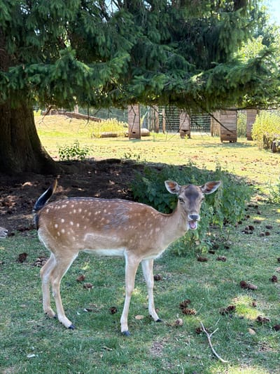 A dappled deer stands in a grassy area with pinecones scattered on the ground. The deer is facing the camera with its mouth slightly open, revealing its tongue. Behind the deer, there is a large tree with dark bark and green foliage, casting a shadow on the ground. In the background, there are wooden structures and a fence, suggesting an enclosure or a park. The area appears to be outdoors on a sunny day. The location is identified as Esch-sur-Alzette, Luxembourg.