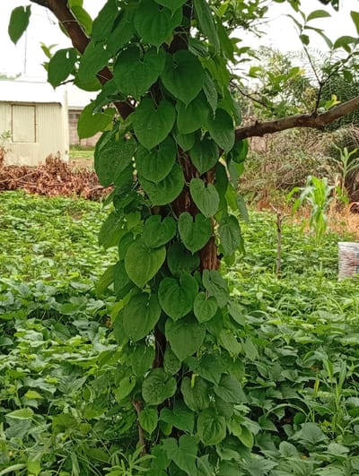 The image depicts a dense green vegetation area with a prominent tree trunk covered in ivy, located in Jalingo, Nigeria. The ivy leaves are heart-shaped and glossy, with visible water droplets, suggesting recent rain. In the background, a light-colored building with a corrugated iron roof and a single window is visible. Further back, a field of green plants, possibly crops, stretches across the landscape, interspersed with some dry, brown foliage and a young cornstalk. The overall impression is one of a rural or semi-rural setting, likely a farm or garden on a cloudy day.