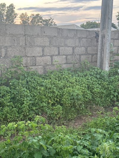 The image depicts a concrete block wall that serves as a boundary. In front of the wall, there is a dense growth of green vegetation, with some plants appearing to be climbing or trailing. To the right of the wall, a light-colored, weathered utility pole is visible. The sky above is overcast with clouds, suggesting it is either early morning or late afternoon. The scene is likely an outdoor area in Jauro Yinu, Nigeria, characterized by the presence of built structures and natural vegetation. There are no people or specific actions depicted in the image.
