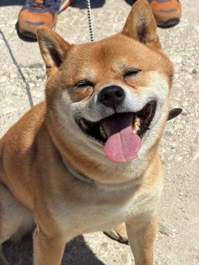 An outdoor, eye-level shot features a close-up of a happy Shiba Inu dog. The dog is facing the camera with its eyes mostly closed and its mouth open, tongue lolling out. It appears to be panting or smiling. A leash is visible attached to the dog's collar. In the background, out of focus, are a person's legs wearing athletic shoes. The ground appears to be a paved surface, possibly asphalt or concrete, with some pebbles. The lighting suggests it is a sunny day. The location is identified as Priseltsi, Bulgaria.