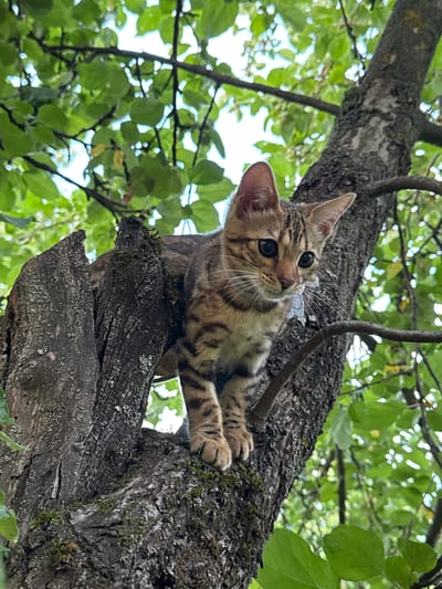 A young tabby kitten is perched on a thick, gnarled tree branch, surrounded by lush green foliage. The kitten is facing slightly to the right, with its large, dark eyes looking off into the distance. Its fur is a mix of brown and black stripes, characteristic of a tabby pattern. The kitten's paws are resting on the bark of the tree, and its body is positioned as if it is about to jump or climb further. The background consists of the tree's canopy, with dappled sunlight filtering through the leaves. The scene appears to be outdoors, in a natural setting. The image does not contain any elements that would allow for the identification of a specific location in the city of Rzhev, Russia.