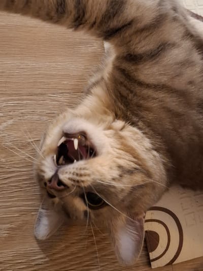 A close-up, overhead shot shows a cat lying on its back, with its head tilted up and mouth open, revealing sharp teeth. The cat's fur is a mix of brown and grey tabby stripes, with white markings on its face and paws. The background is a wooden surface with a distinct grain pattern. A small portion of a patterned mat is visible in the lower right corner of the image. The scene appears to be indoors, possibly in a home environment. There is no indication of the city of Zemun, Serbia.