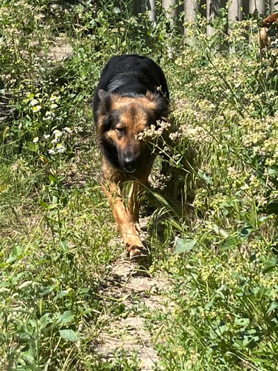 A German Shepherd dog with black and tan fur walks down a dirt path surrounded by green foliage. The dog is looking directly at the camera with its head lowered. The path is narrow and appears to be in a natural setting, possibly a park or a wooded area. The foliage consists of various plants, some with small white flowers. In the background, a wooden fence is visible. The lighting suggests it is a sunny day. The image appears to be taken in the city of Dnipro, Ukraine.