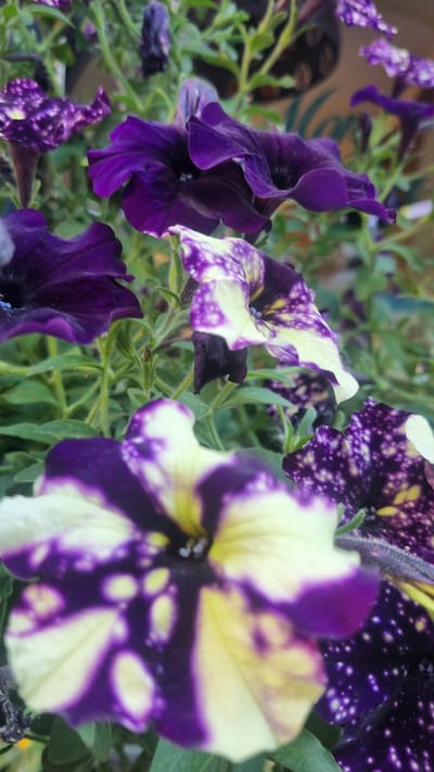 A close-up, slightly angled photograph captures a cluster of petunia flowers in bloom. The petunias display a striking bicolor pattern of deep purple and creamy yellow, with some flowers featuring speckled patterns of white or light yellow on a dark purple background. The foreground flower, in sharp focus, showcases the vibrant purple and yellow variegation, with its delicate petals unfurling. Several other petunia blooms, some in focus and others slightly blurred, are visible in the midground and background, interspersed with green foliage. The overall impression is one of a lush, floral display. No specific location in Kyiv, Ukraine, can be determined from the image itself.