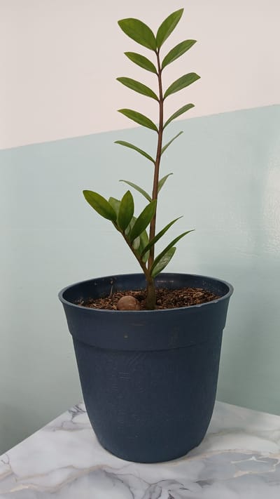 The image shows a ZZ plant in a dark blue pot. The plant has one main stem with leaves sprouting along it. The pot is filled with soil, and a small, round object is visible near the base of the stem. The background is a wall painted in two colors: light blue and white. The pot is resting on a marble-patterned surface. There is no indication of this image being taken in the city of Barcelona, Venezuela.