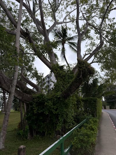The image depicts an outdoor scene with lush vegetation and a building in the background. A large, gnarled tree with thick branches dominates the foreground, its canopy extending across a significant portion of the frame. The leaves are a vibrant green, and some of the branches are draped with vines and other epiphytic plants. Amongst the branches, a palm tree frond is visible, suggesting a tropical or subtropical climate.
In the middle ground, a modern building with multiple levels and a distinctive facade can be seen peeking through the foliage. To the right of the tree, a neatly trimmed hedge forms a dense green wall. Beyond the hedge, a paved surface, possibly a road or walkway, is visible, bordered by a white and red line. A green metal railing with white accents runs along the edge of the paved area, hinting at a public space or a pathway.
The ground beneath the trees is covered with green grass, and the overall impression is one of a well-maintained park or garden area adjacent to a developed space. The sky appears overcast, suggesting it might be a cloudy day, possibly with diffused light. No people are visible in the image, and the scene appears serene and tranquil. The style of the building and the presence of palm trees are consistent with a location in Choeng Thale, Thailand, a region known for its tropical climate and resorts. There is no visible text in the image.
