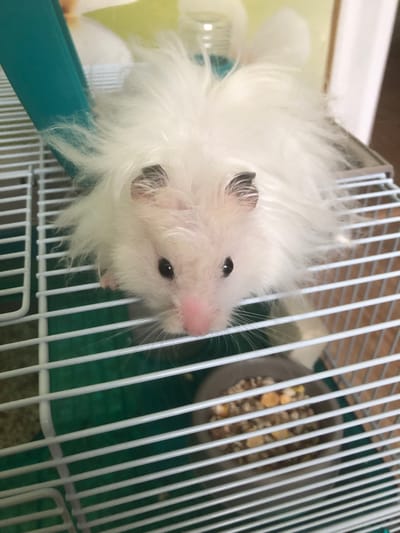 A fluffy white hamster with dark eyes and a pink nose is peering over the edge of a white wire cage. The hamster's fur is long and fluffy, giving it a somewhat disheveled appearance. It is lying on its stomach, with its front paws visible on the cage bars. The cage has a green plastic base and a turquoise-colored tube or ramp on the left side. A bowl of hamster food, consisting of seeds and pellets, is visible in the lower right portion of the cage. The background is blurred and out of focus, but appears to be an indoor setting with a pale yellow wall and possibly a door or furniture. The image is taken from a slightly high angle, looking down at the hamster. The location of this image is unknown.