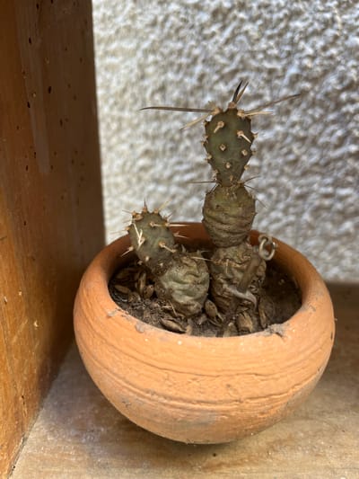 A small, segmented cactus, likely an Opuntia species, is prominently featured in a rustic, unglazed terracotta pot. The pot rests on a light-colored wooden shelf, positioned against a textured, off-white wall. The image is taken in a vertical orientation, showcasing the plant from a slightly elevated perspective.
The cactus displays several dark green, paddle-shaped pads, some of which appear somewhat shriveled, particularly closer to the soil, suggesting dryness or stress. Each pad is adorned with clusters of sharp, cream-colored spines and smaller barbed hairs (glochids). The terracotta pot is small and round, exhibiting a worn appearance with dirt smudges and visible ridged textures from its crafting. The soil within the pot is dry and mixed with various organic debris, possibly husks or dried leaves. An unusual detail is a small, bent metal ring or hook partially buried in the soil near the cactus's base.
The wooden shelf beneath the pot is light brown, showing signs of use with numerous tiny dark specks or indentations across its surface. The background wall has a rough, stucco-like finish, common in many architectural styles. Natural light illuminates the scene, indicating it is daytime. The setting suggests an indoor space, such as a windowsill, or a sheltered outdoor area like a balcony or patio, often found in residences in places like Buenos Aires. There is no visible text or human activity depicted in the image.