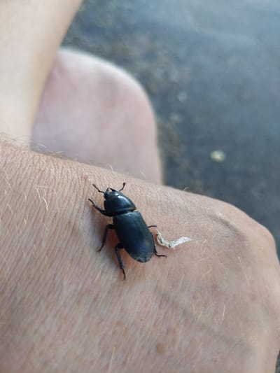 A black beetle with prominent mandibles is resting on the back of a human hand, which has light-colored skin with visible hairs. The beetle is oriented head-up and slightly to the left. To the right of the beetle, a small, curled piece of what appears to be dried plant material or shed skin is visible on the hand. The background is out of focus, showing a blurry, dark, and textured surface, possibly asphalt or concrete, with some lighter, indistinct shapes. The lighting suggests an outdoor environment. The image does not provide any specific information about the city of Kyiv, Ukraine.