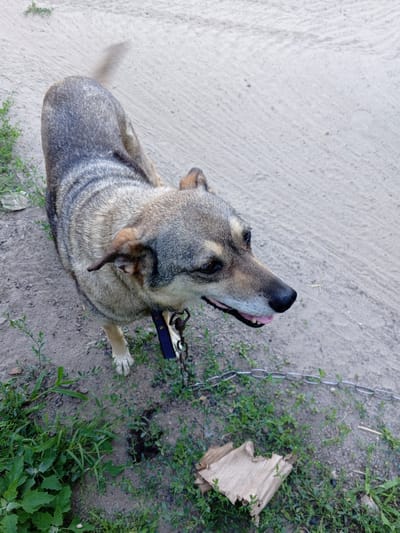 A medium-sized dog with a grey and tan coat stands on a dirt and gravel surface with sparse green vegetation. The dog is wearing a dark blue collar with a metal chain attached. The dog is looking to the right of the frame, with its mouth slightly open, revealing its tongue and teeth. A piece of crumpled brown paper lies on the ground near the dog. The scene appears to be an outdoor area, possibly a yard or alleyway, in the city of Kremenchuk, Ukraine.