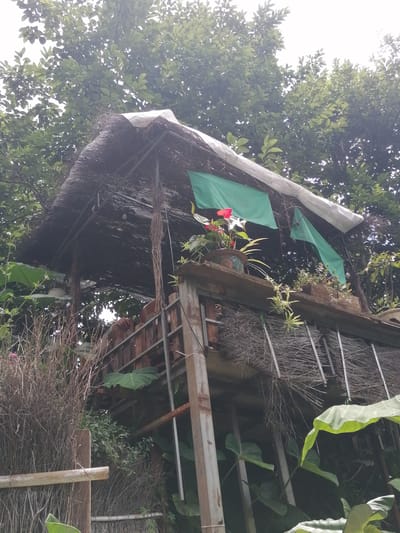 This is a medium shot of a rustic, multi-level structure, likely a gazebo or treehouse, nestled within a dense, leafy environment, potentially a garden or wooded area, in Da Lat, Vietnam. The structure's roof is made of thatch, covered in parts by white plastic sheeting. Green fabric banners are draped from the roof, adding a splash of color.
The main subject is the structure itself, which appears to be constructed from a mix of natural materials like bamboo and wood, with metal supports visible. Various plants, including potted flowers with red blooms and large-leafed plants, are integrated into the scene, some growing on the structure's ledges and others in the surrounding foliage.
A partial human figure, with skin tone suggesting it could be an adult, is visible within the structure, leaning forward and seemingly observing something. Their hands are visible, resting on the wooden railing of the structure.
The environment is lush and green, with trees and branches forming a canopy overhead, suggesting a natural or semi-natural setting within the city. The lighting suggests it's daytime, possibly overcast, as the light is diffused and there are no harsh shadows. The overall impression is one of a secluded, nature-integrated dwelling or recreational space.