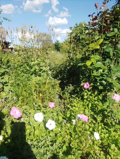 A sunny, eye-level outdoor shot captures a lush garden area in Ustyvytsia, Ukraine. The foreground is dominated by various green plants and foliage, interspersed with a scattering of pink and white petunias. A prominent shadow of a person, cast from the left, falls across the lower portion of the image. Behind the petunias, taller green plants with seed pods rise towards the sky. To the right, a rose bush with dark green leaves and a few developing red buds and flowers stands tall. In the background, more greenery and trees create a sense of depth. The sky above is a clear blue, dotted with fluffy white clouds.