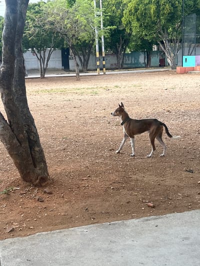 A medium-sized, slender dog with brown and white markings stands on a dirt and gravel area. The dog is facing left and is wearing a dark collar. In the background, there are trees with green foliage, a light-colored concrete wall, and a dark metal fence. There are also some colorful rectangular structures in the far background, one of which is bright turquoise. The ground is a mix of reddish-brown dirt, small stones, and some sparse green vegetation. A concrete walkway is visible in the foreground. The overall scene appears to be an outdoor public space, possibly a park or sports facility, in Santa Ana, Venezuela.