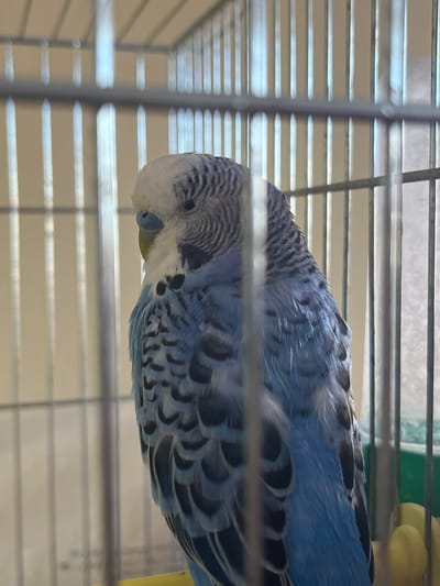 This is a close-up, horizontal, eye-level shot of a budgerigar bird inside a cage. The bird, predominantly blue and white with black markings on its wings and head, is positioned on the left side of the frame, facing right and slightly downwards. Its beak is a light blue, and there's a hint of yellow near its mouth. The cage bars, made of silver-colored metal, run horizontally and vertically, creating a striped pattern that partially obscures the bird.

The background is a soft, neutral color, possibly a wall or the interior of the cage, with some hints of a green surface and a yellow object visible in the upper right quadrant, suggesting accessories within the cage. The lighting appears to be artificial, casting a soft glow and creating reflections on the cage bars. No specific time of day or weather conditions can be determined. The bird seems calm, resting or observing its surroundings. There is no visible text in the image. The location context provided is Shumen, Bulgaria.