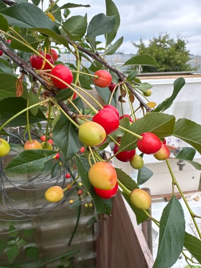 The image shows a close-up view of a cherry tree branch laden with cherries. The cherries are in various stages of ripeness, with some appearing green and unripe, while others are a vibrant red or a mix of red and yellow. The branch is covered in lush green leaves. In the background, a white structure, possibly a fence or a shed, is visible, along with some greenery and a cloudy sky. The setting appears to be outdoors, likely in a garden or orchard. There are no people or animals visible in the image. The image seems to be taken in Мичуринское, Russia, a city known for its fruit cultivation.