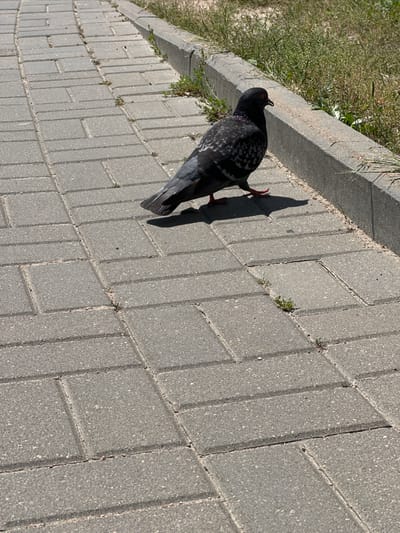 A pigeon stands on a paved pathway composed of grey rectangular bricks. The pigeon is dark grey with iridescent purple and green neck feathers and red feet. Its shadow stretches across the bricks. To the left of the pathway is a strip of green grass with some dried patches and a concrete curb. The scene is lit by bright sunlight, indicating it is daytime. The time of day appears to be mid-morning or afternoon, given the distinct shadow. The setting is an outdoor urban or suburban environment, likely a park or a sidewalk area. There is no visible text in the image.