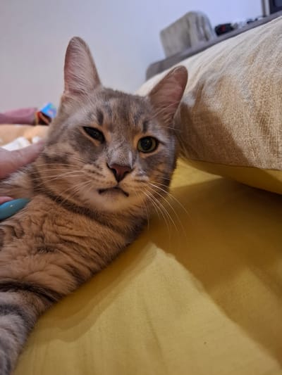 A close-up, eye-level shot shows a grey tabby cat with green eyes lying on a yellow surface, likely a couch or bed. The cat's left eye is partially closed, giving it a sleepy or squinting expression. A hand with a light blue fingernail is gently petting the cat's head. The background is blurred but suggests an indoor setting with a textured beige pillow behind the cat and some soft furnishings. The image was captured indoors, likely in a residential setting within Zemun Urban Municipality, Serbia.