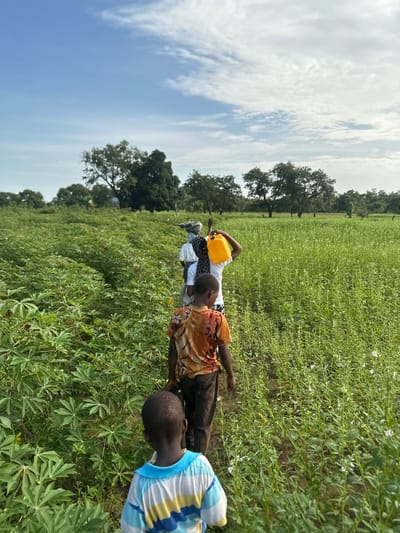 The image shows a group of four people, likely children or young adults, in a field of green crops. The crops appear to be cassava plants, characterized by their large, palmate leaves. One person in the foreground is wearing a blue, yellow, and white striped shirt and is looking down at the plants. Behind them, another person in an orange and brown patterned shirt is also looking towards the crops. Further back, a person in a white shirt is carrying a yellow jerrycan. A fourth person, mostly obscured, is also present. The scene is outdoors, with a bright sky filled with scattered clouds. The lighting suggests it is daytime, likely mid-morning or afternoon. The lush green of the field and the presence of trees in the background indicate a rural or agricultural setting. The overall mood appears to be one of work or activity within a natural environment. The location context provided is Mararaba, Nigeria, which aligns with the visual cues of the crops and the appearance of the individuals. There is no visible text in the image.