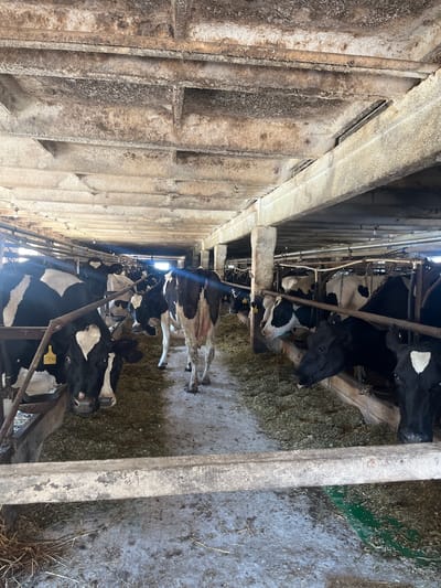 The image depicts a row of Holstein cows inside a barn. The cows are black and white, and most are facing towards the viewer or to the side. They appear to be standing in stalls, with some eating from a trough of hay. The barn interior is rustic, with concrete walls, wooden beams, and metal railings. There are visible signs of wear and tear on the structures, suggesting an agricultural setting. The lighting appears to be natural, coming from an opening at the end of the barn, suggesting it might be daytime. One cow has a yellow tag on its ear with the number "2205". The overall scene conveys a typical working farm environment. The location context is Laprakasy, Russia.