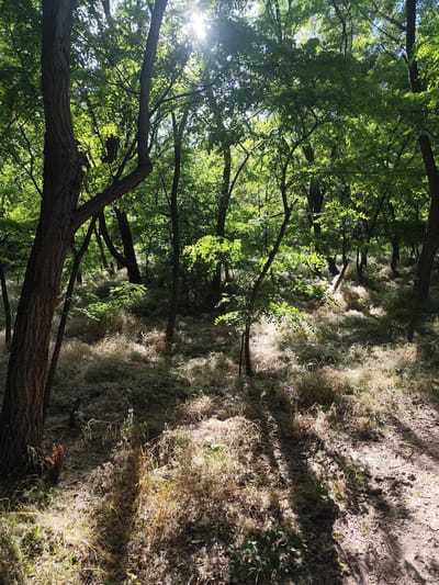 The image depicts a sun-dappled forest floor in Kamianske, Ukraine. The ground is covered in a thick layer of light-colored fluffy material, likely tree seeds or down, interspersed with dry grasses and some scattered green vegetation. Tall trees with rough bark dominate the scene, their dense green foliage creating a canopy through which sunlight streams, casting dappled shadows on the ground. The overall impression is one of a natural, slightly overgrown environment within the city limits. There are no people or animals visible in the frame.
