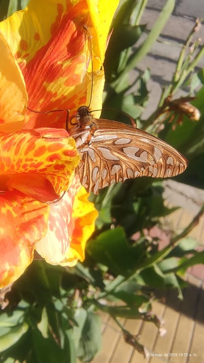 A butterfly with brown and cream-colored patterns on its wings rests on a flower with yellow and orange petals. The insect's body is visible, along with its antennae and legs clinging to the flower. The background shows green foliage and a blurred brick wall. The image, taken on May 3, 2026, at 10:22 a.m., appears to be shot outdoors. The location is the city of Wilde, Argentina.