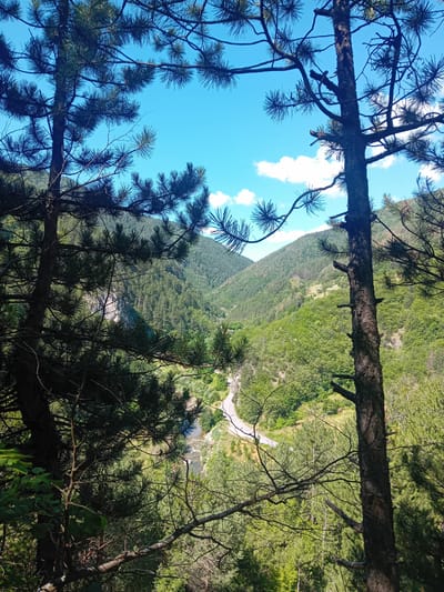 This image depicts a scenic view of a lush green mountainous landscape with a winding road and a river visible in the valley below. The foreground is dominated by the branches and trunks of pine trees, framing the distant scenery. The sky is a clear blue with a few scattered white clouds. The location is identified as Grohotno, Bulgaria. There are no people or animals present in the image. The environment is natural and appears to be a rural or wilderness area.