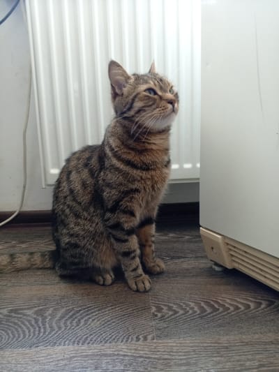 A tabby cat sits on a wooden floor in front of a white radiator and a white appliance. The cat is facing to the right and looking upwards. The floor has a wood grain pattern. The background consists of a white radiator with vertical fins and a large white appliance. The lighting is bright.