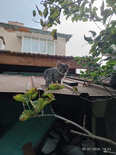 A young, striped kitten stands on a corrugated metal roof. The kitten is facing the camera, with wide, curious eyes. Its fur is a mix of grey and black stripes, and it has small, pointed ears. The roof appears to be aged and slightly rusted.
Behind the kitten, a section of a building is visible, featuring a tan-colored facade and a wooden beam. Above this, a window with white frames is set into the building. The sky is overcast, suggesting a cloudy day.
In the foreground and around the kitten, green leaves and branches of a tree are present. Some of the leaves show signs of browning and decay, indicating it might be autumn. The overall setting appears to be outdoors, likely a backyard or a rooftop area of a residential building. There is no clear indication of the activity other than the kitten observing its surroundings.
The bottom right corner of the image displays text that reads "01.07.2026 19:23", which is a date and time stamp. Given the context of Sevlievo, Bulgaria, this scene is likely set in a residential area there. The kitten's posture and gaze suggest a sense of alertness and perhaps a bit of shyness.