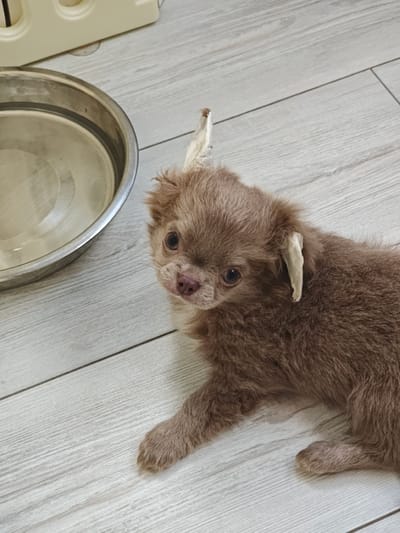An adorable, light brown puppy with large, dark eyes and a pink nose lies on a light-colored wooden floor. The puppy's ears appear to be taped, with white material wrapped around them. To the left of the puppy is a large, silver metal bowl, partially filled with water. In the background, a beige plastic object with circular indentations is visible. The scene is indoors, with no indications of Krasnodar, Russia.