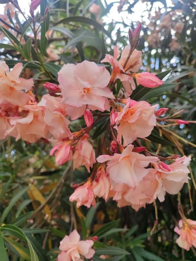 A cluster of light pink oleander flowers are in full bloom against a backdrop of green foliage. The flowers have multiple petals and appear delicate, with some buds still closed. The sunlight filters through the leaves, creating a soft, dappled effect. The scene is captured from a close-up perspective, emphasizing the textures and colors of the flowers. The image does not depict any people or indicate a specific location within the city of Sirius, Russia.