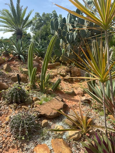 The image depicts a sunny, arid landscape with a variety of cacti and succulents. In the foreground, two spherical cacti with prominent spines are visible, surrounded by red soil, gravel, and scattered rocks. Behind them, several tall, columnar cacti with fuzzy spines stand amidst the rocky terrain. To the left, a mature palm tree with dense fronds reaches towards a bright blue sky. In the background, a dense collection of prickly pear cacti forms a natural wall. On the right side of the image, a dracaena plant with long, variegated leaves adds a splash of color. The overall scene suggests a well-maintained botanical garden or a natural desert environment. The scene is likely located in the city of Mui Ne, Vietnam, which is known for its sand dunes and coastal climate that supports such flora. No people or animals are visible in the image, and the environment appears still and undisturbed.