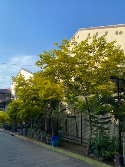 The image shows a street scene in a residential area of Davao City, Philippines, under a clear blue sky. The foreground features a paved road with a yellow painted curb and a drainage ditch. To the right of the road, there is a row of trees and plants, including a palm tree and some smaller shrubs. A black metal fence separates the vegetation from the buildings behind. A blue trash bin is visible next to the curb. In the background, there are two houses, one with a light-colored facade and visible circular indentations, and another with a white sloping roof. The trees are full of green leaves, some with a yellowish tint, suggesting they are catching the sunlight. The overall impression is a quiet, sunny day in a tropical urban setting. There are no people visible in the image.